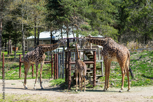 Photography Masai Giraffes Enjoying Breakfast