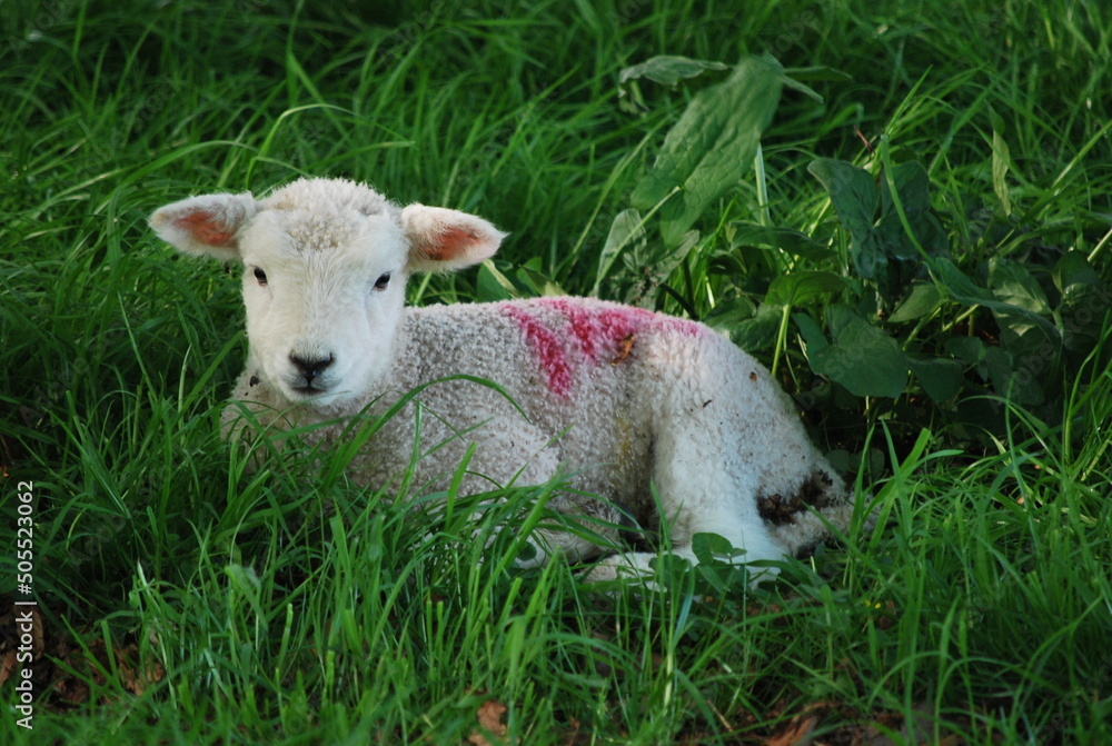 A new Lovely Spring Lamb