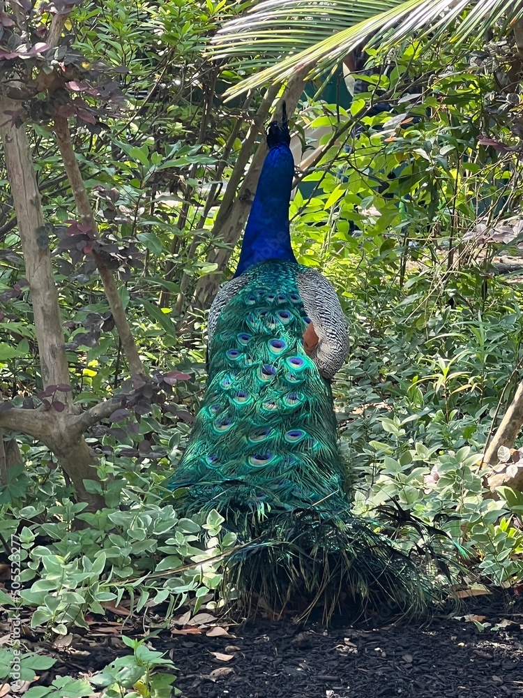 Obraz premium peacock with feathers