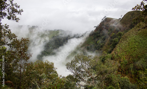 Fog cover the mountain forest. coniferous forest