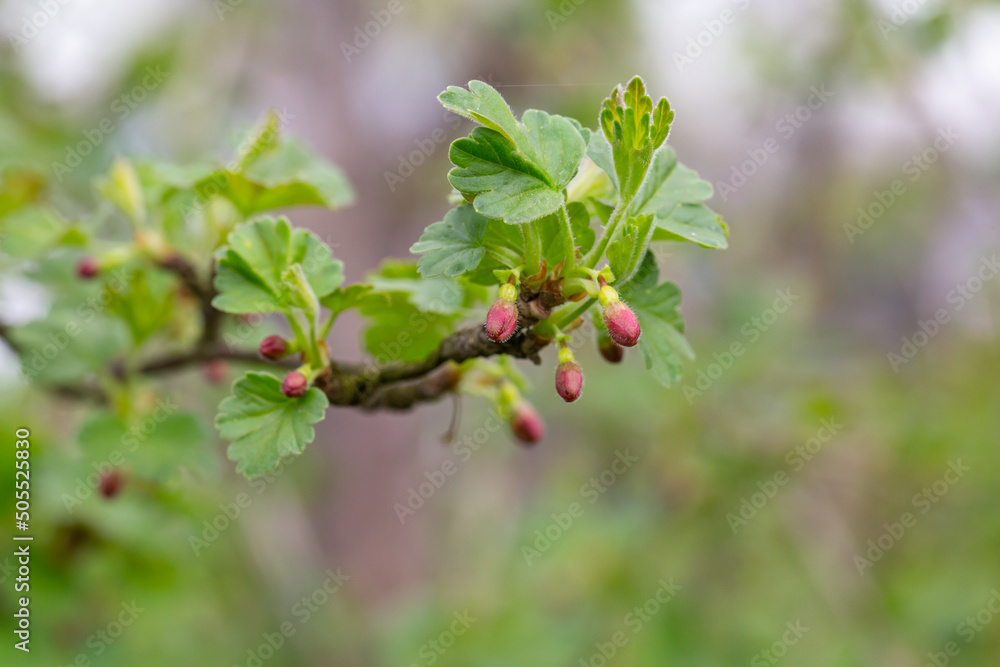 Young foliage of gooseberry bush with water drops macro photography. Fresh green leaves of a garden plant after rain in sunlight close-up photography. Young foliage of gooseberry bush with water drops macro photography. Fresh green leaves of a garden plant after rain in sunlight close-up photography.