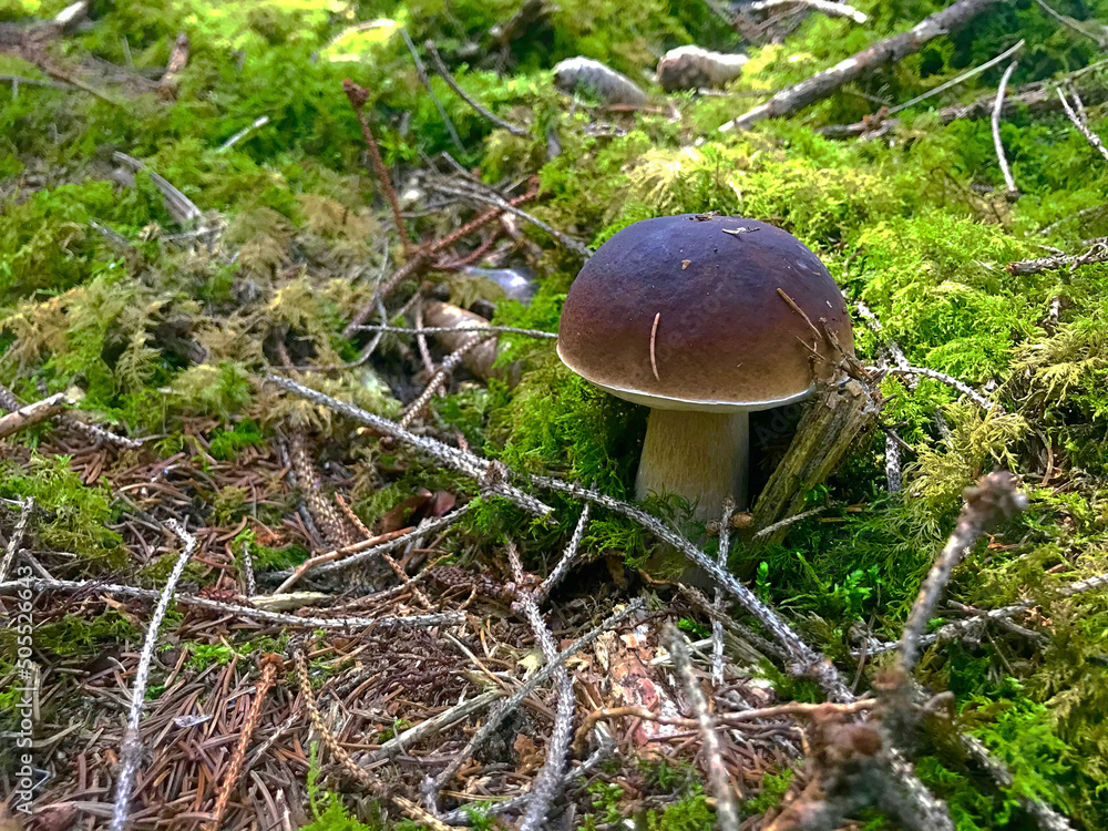 mushrooms in the forest mushrooms in the forest