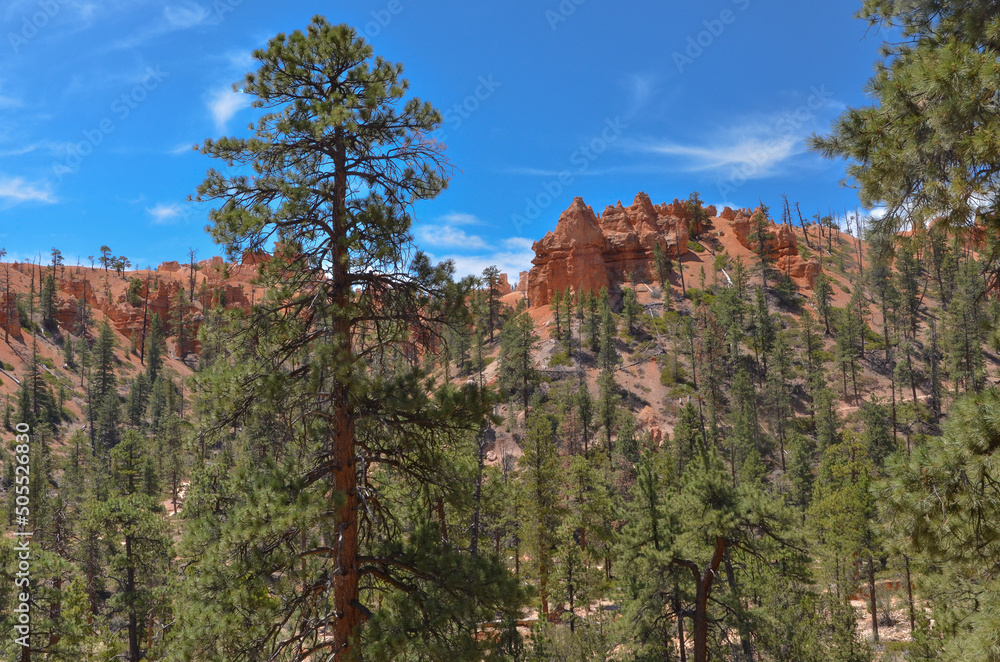 Φωτογραφία ponderosa pines and sandstone hoodoos on Queens Garden Trail (Bryce Canyon Natio