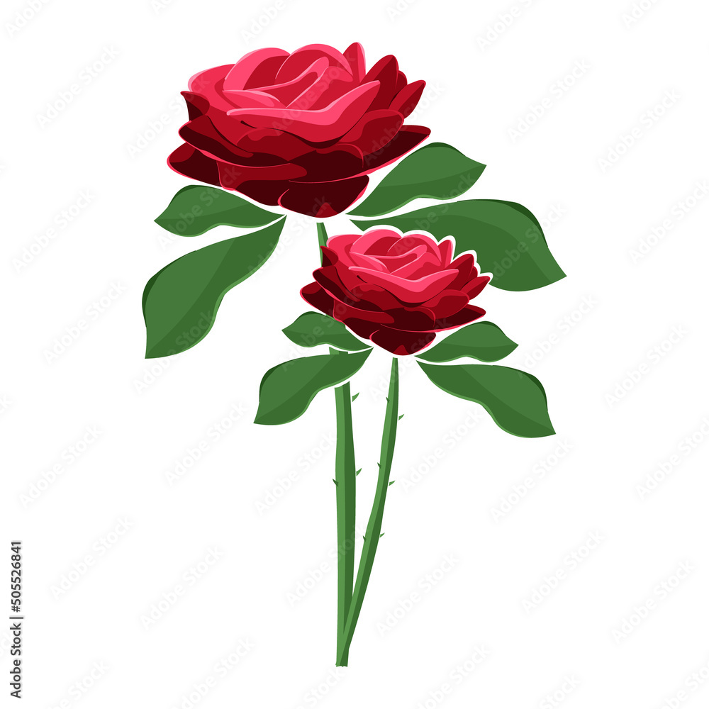 Vector illustration of a rose isolated on white background. Bouquet of roses.