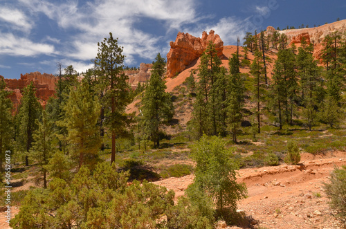 ponderosa pines and sandstone hoodoos on Queens Garden Trail (Bryce Canyon National Park, Utah, United States)