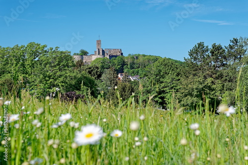 Burgruine Königstein im Taunus am Morgen mit Wiese, im Frühling