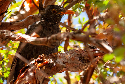 Common blackbird perched on the branch of a tabaquillo photo