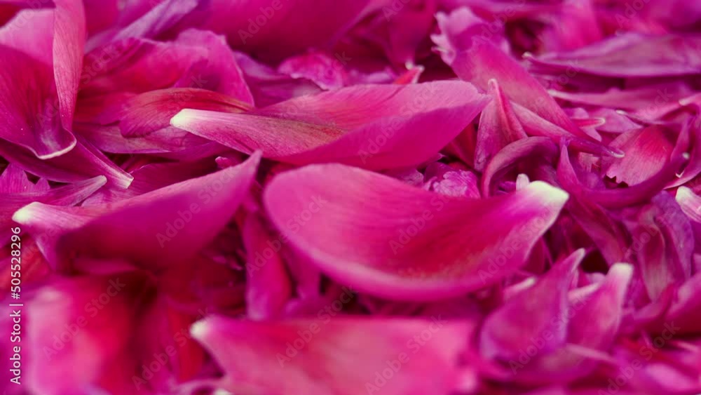 Pink Peony Petals Rotating Background in Macro Shot. Red Flower Blossoms Moving in Slow Motion. Beautiful and Romantic Wedding Background. Valentine’s Day Texture Backdrop. Side View Pink Peony Petals Rotating Background in Macro Shot. Red Flower Blossoms Moving in Slow Motion. Beautiful and Romantic Wedding Background. Valentine’s Day Texture Backdrop. Side View