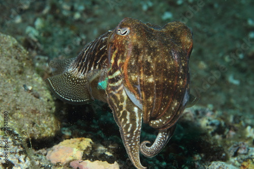 Cuttlefish camouflaged with a dark brown tone, trying to pass unnoticed in front of our target on the rocky sandy bottom of the sea