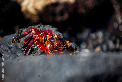 Galápagos Crab © Fernando