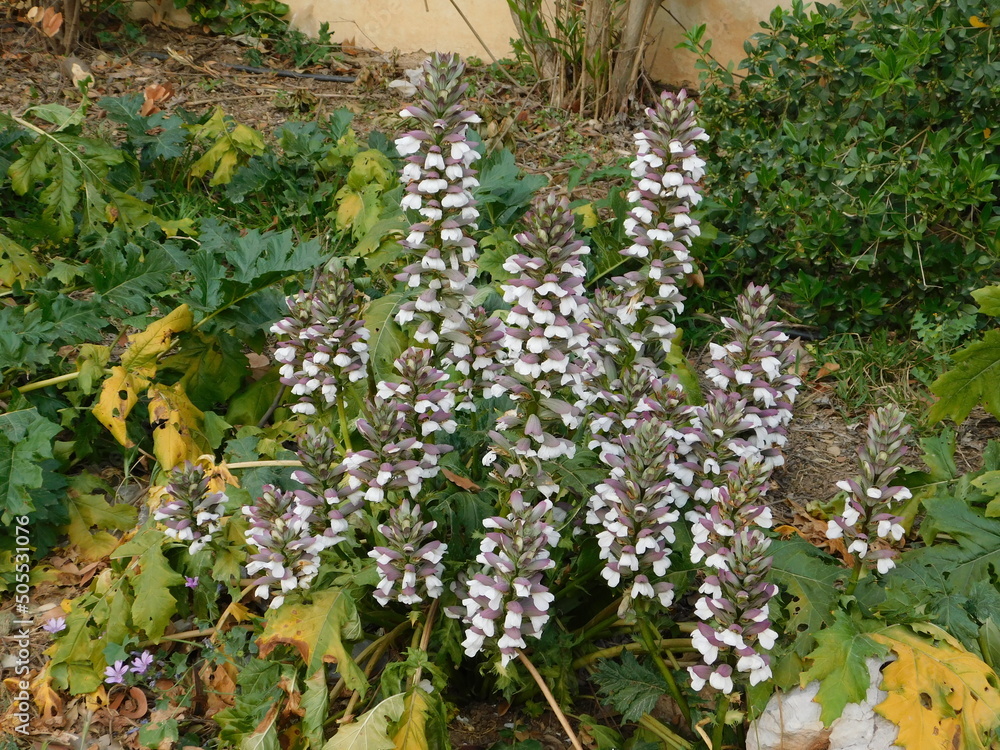 Tapeta Bear’s breeches, or Acanthus mollis plants with flowers in Attica, Greece