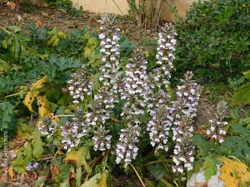 Fotografia Bear’s beeches, or Acanthus mollis plants with flowers in Attica, Greece