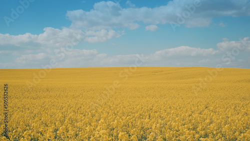 Rapeseed field in full bloom  Ukraine