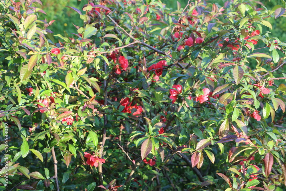 Fleurs Fleurs