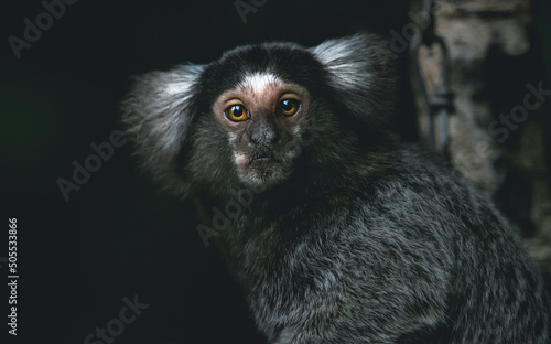 common marmoset © Leny Silina Helmig