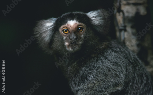 Tableau sur toile common marmoset