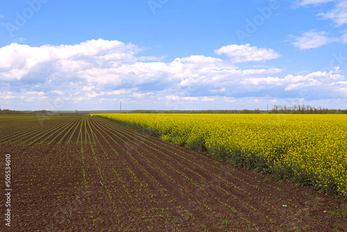 field with young sprouts of corn next to a flowering field of rapeseed. Cloudy sky. HDR image