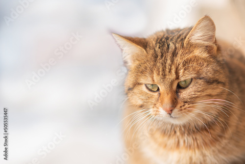 .Red cat close-up looking to the side on a blurred background