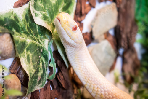 close up of a snake on a branch