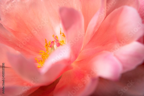 Pink peony flower close up macro shot. Floral natural background. The heart of flower with stamens, pistils and beautiful petals. Abstract background, selective focus