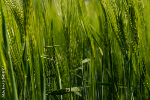 green fresh wheat field on meadow