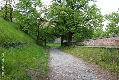 Linden park near the old brick wall of the fortress Petrovaradin Novi Sad Serbia. Fresh foliage of linden trees photo