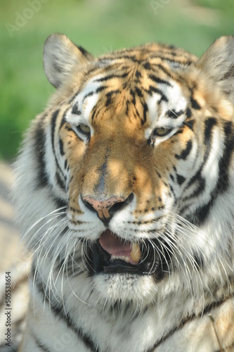 Fototapeta Naklejka Na Ścianę i Meble -  wild animals, predators, Tiger
