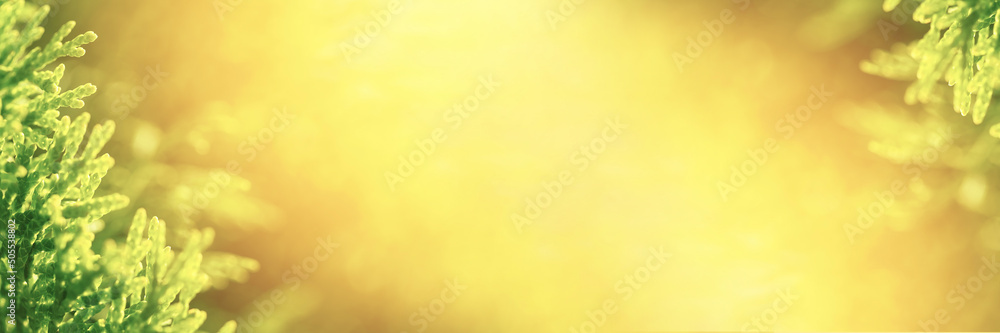 Closeup of Thuja branch in the sunlight glow. Wide border banner. Copy space Closeup of Thuja branch in the sunlight glow. Wide border banner. Copy space