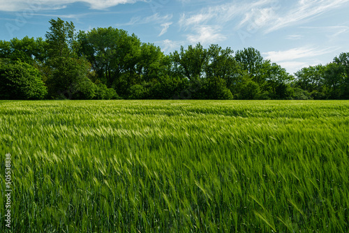 green fresh wheat field on meadow