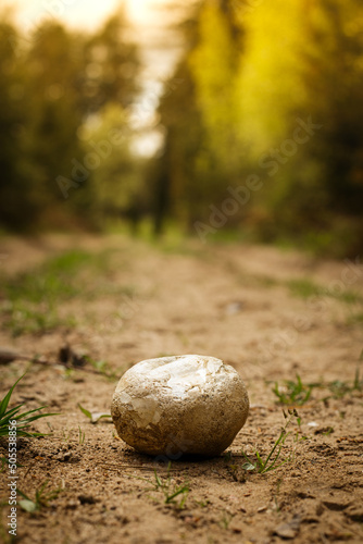 Stone on the path