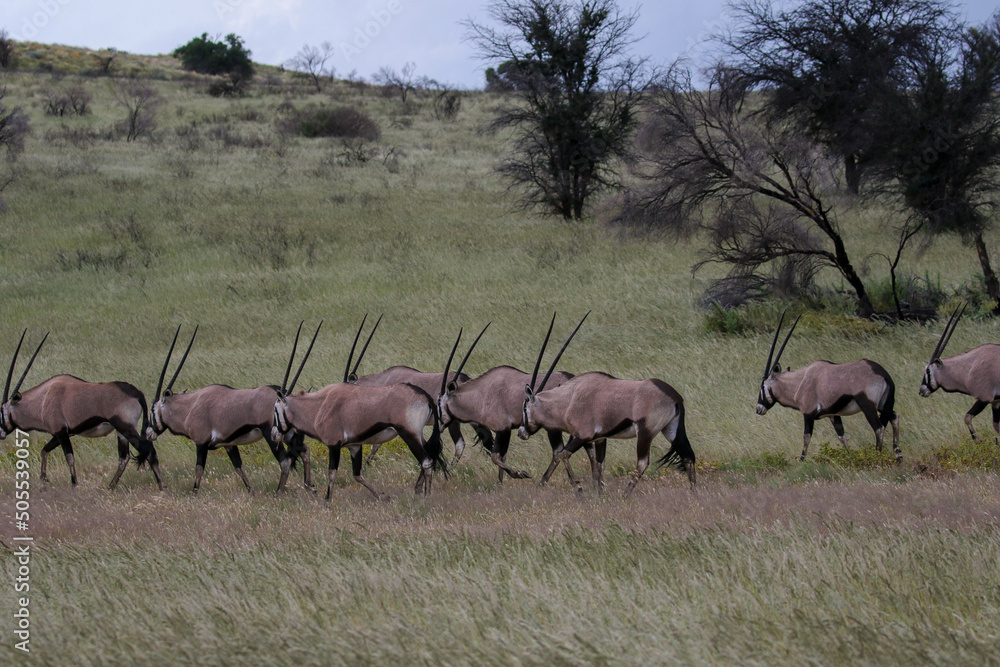 Gemsbok or South African Oryx in the Kgalagadi, South Africa Gemsbok or South African Oryx in the Kgalagadi, South Africa