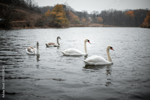 Autumn. Swans swim in the lake