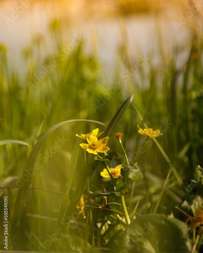 yellow flower in the grass