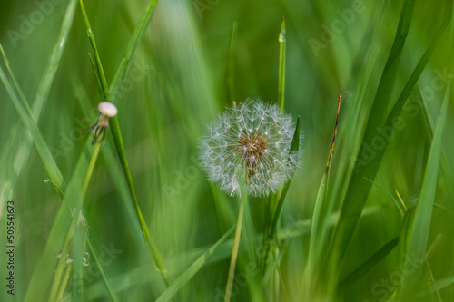 Closeup of the dandelion, Taraxacum against the green vegetation. Shallow focus. photo