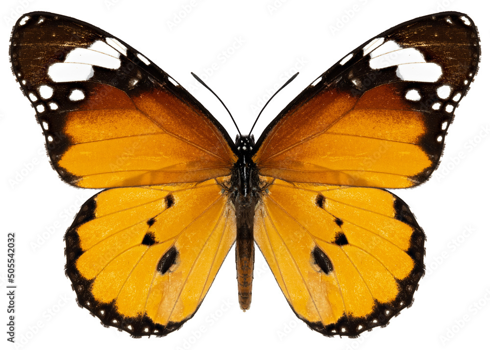 Fotografia Danaus chrysippus butterfly specimen