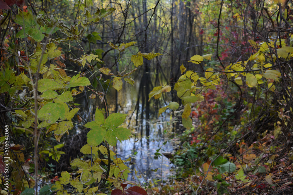 Lace of branches with green and reddening leaves against the background of a river dam. Autumn photography. Photo wallpaper. Lace of branches with green and reddening leaves against the background of a river dam. Autumn photography. Photo wallpaper.