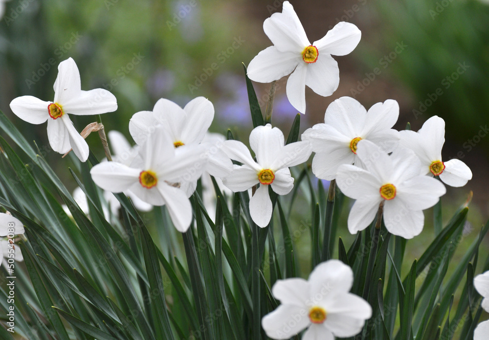 Narcissus (daffodils) bloom in the flowerbed. Narcissus (daffodils) bloom in the flowerbed.
