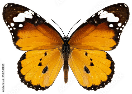 Danaus chrysippus butterfly specimen photo