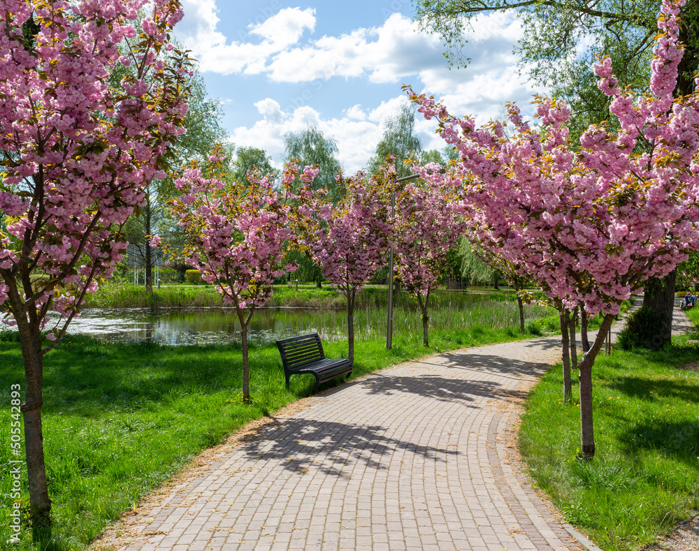 An alley in the park. Decorative pink cherries are blooming around. A bench in the park, a pond in the background An alley in the park. Decorative pink cherries are blooming around. A bench in the park, a pond in the background