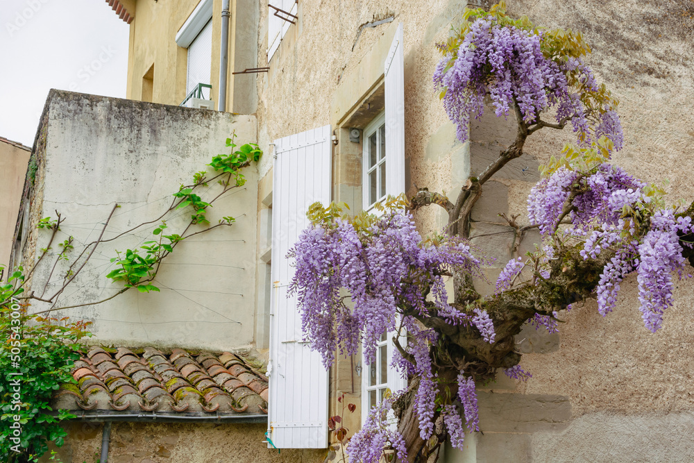 The wall of the house, entwined with lilac. in Lautrec, France in summer