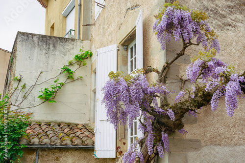 The wall of the house, entwined with lilac. in Lautrec, France in summer photo