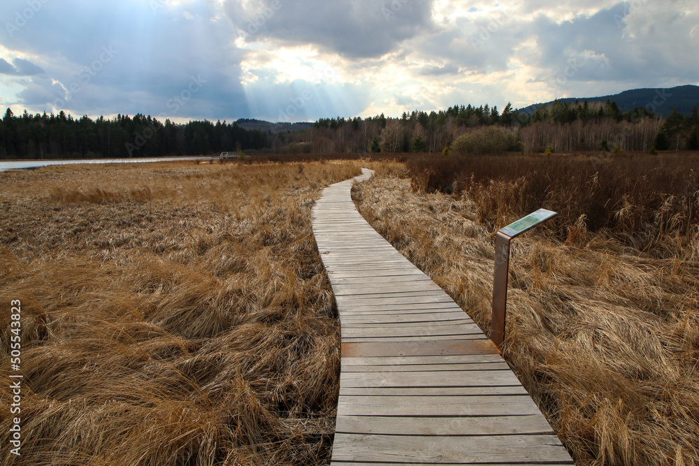 Φωτογραφία The protected area in Šumava national park in Czech Republic by the pond Olšina with its wooden pathways