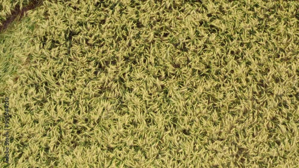 A drone flight, top down, shot over a rye field in summer. A drone flight, top down, shot over a rye field in summer.