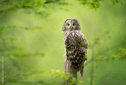 Ural owl ( Strix uralensis ) in spring forest photo