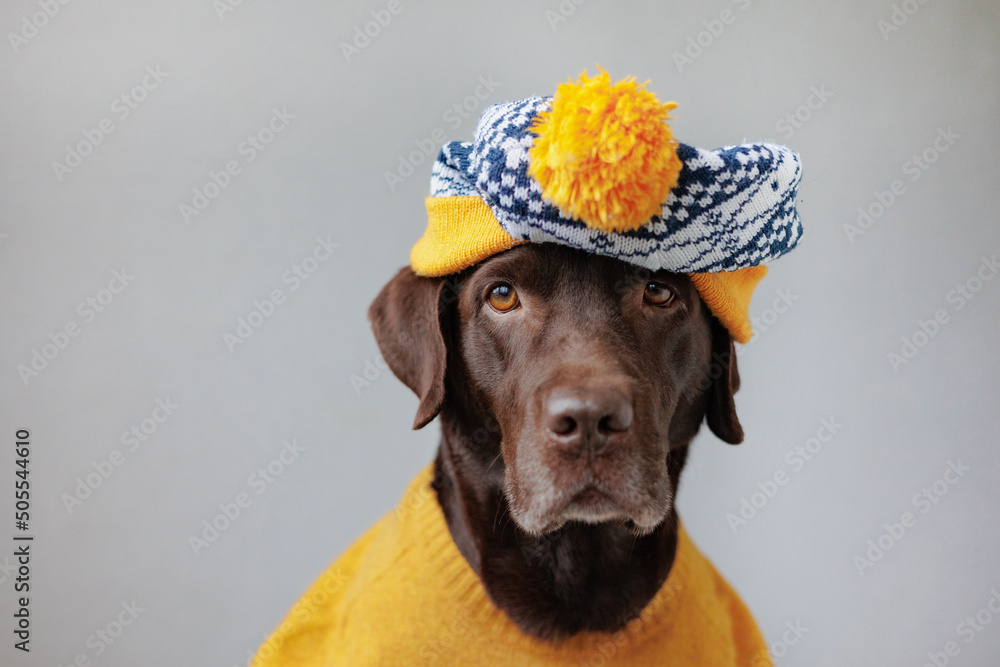 Labrador clothing cheap for humans