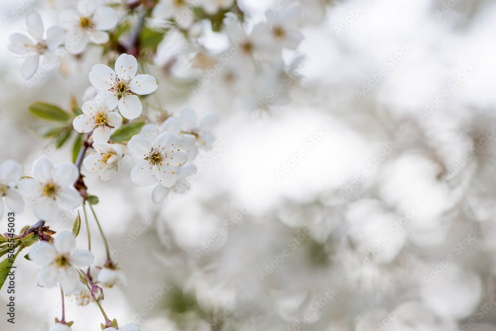Banner. Macro photography. Spring, nature photo wallpaper. Cherry blossoms are blooming in the garden. Blooming white buds on the branches of a tree. Banner. Macro photography. Spring, nature photo wallpaper. Cherry blossoms are blooming in the garden. Blooming white buds on the branches of a tree.