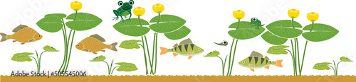 Pond border with perch and carp fishes, frogs, yellow water-lily plants with green leaves and yellow flowers isolated on white background
