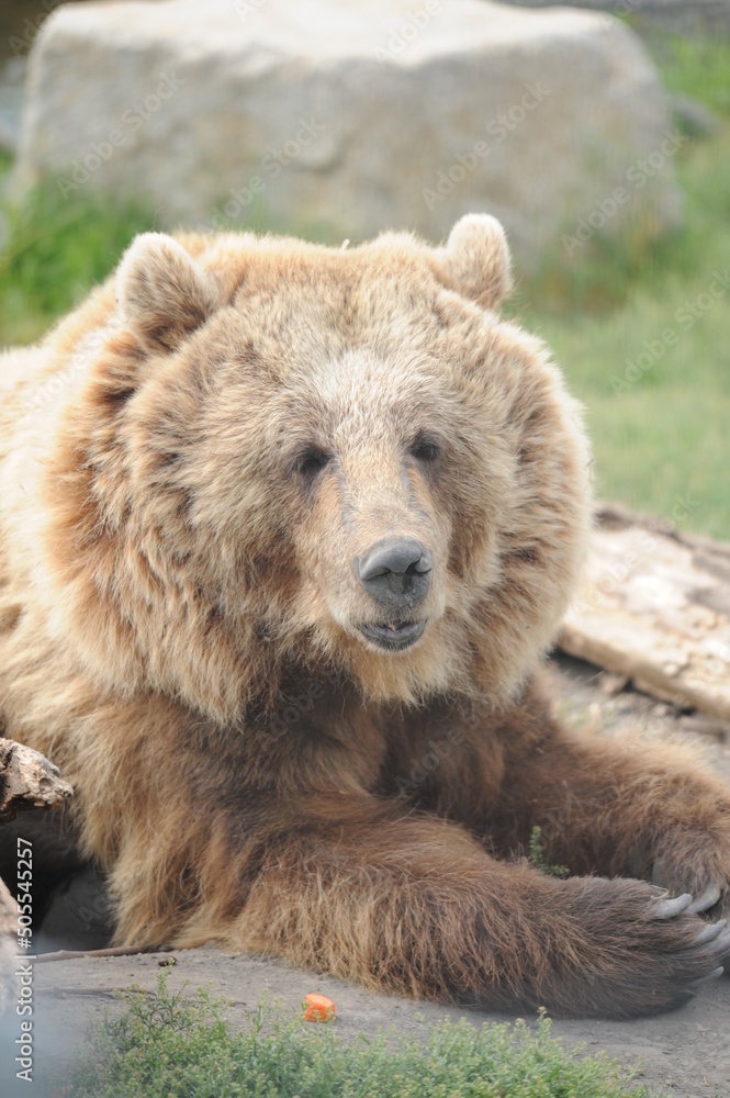 bear, wildlife, predators, shelter, endangered, great, dangerous, bear, wildlife, predators, shelter, endangered, great, dangerous,