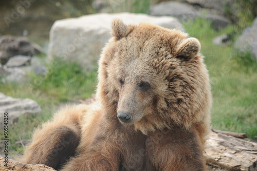 bear, wildlife, predators, shelter, endangered, great, dangerous, 