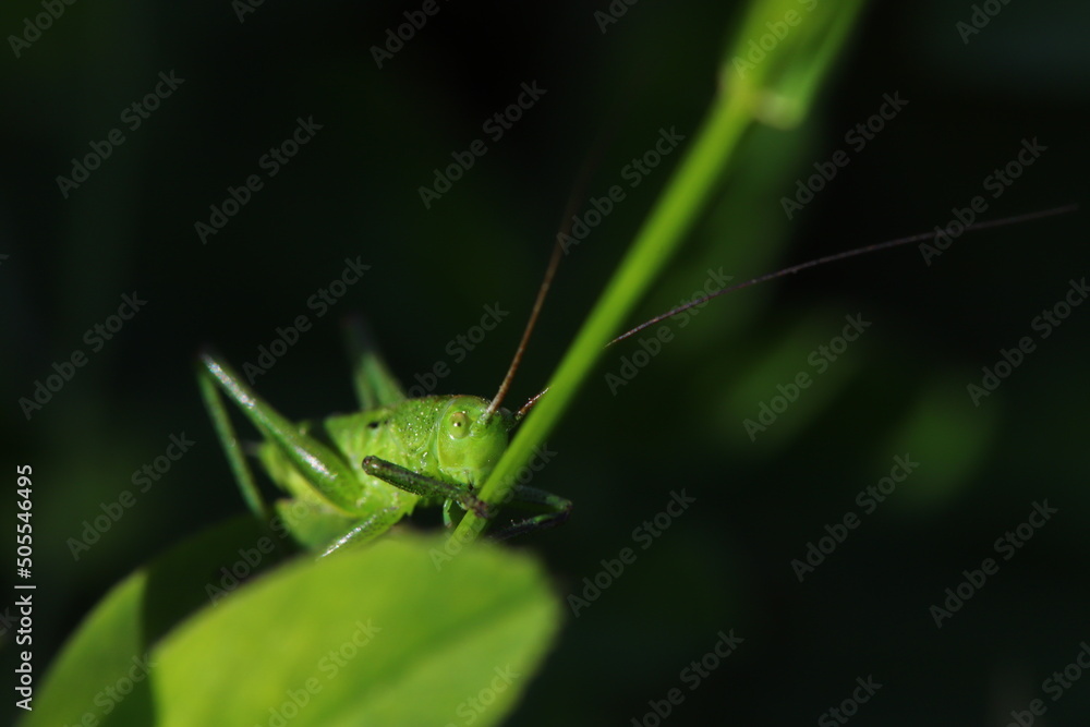 sauterelle verte sauterelle verte